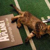 A halftime kitten enjoys some rest before the big show.