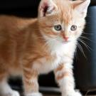 Kitten Cuteness