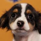 Name: Fonzi