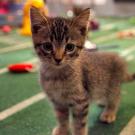 This kitten is ready for the big leagues.