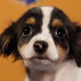 Name: Fonzi