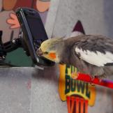 Meep the tweeting bird sends out a tweet.