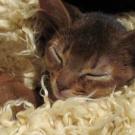Abyssinian kitten sleeping