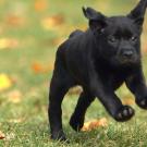 A Labrador Retriever puppy leaps through the grass.