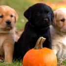 Three little Labs.