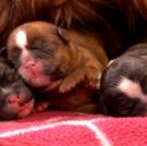 A trio of Shih Tzu pups snuggle together for a nap.