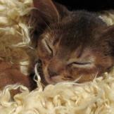 Abyssinian kitten sleeping