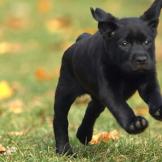 A Labrador Retriever puppy leaps through the grass.