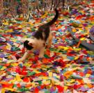 "I'm not so sure about this confetti stuff!"