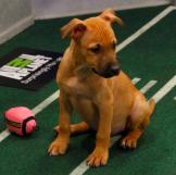 Patiently awaiting to resume play.