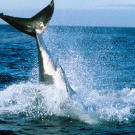 "When I first heard that great whites were jumping back in 2000 I didn't believe it," says "Air Jaws" producer Jeff Kurr. "So, when I saw it for myself and filmed it for the first time I was mesmerized."