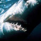 A South African great white shark.
"There had been a few random breaches in documentaries in the past," says producer Jeff Kurr, "but very few people, even shark experts, knew great whites jumped like that. Pretty exciting filming this because I had a feeling it would make history. And now, 11 years after we made "Air Jaws" it still airs all the time and people still love it!"