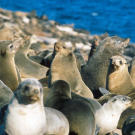 The Cape fur seals of Seal Island.
There are some 60,000 seals living on the island; only a small percentage are taken by the sharks.
"Air Jaws" features the first-ever footage of great whites from the seal's point of view, thanks to two custom cameras built by producer Jeff Kurr called Seal Cam and the Sea Viewer.