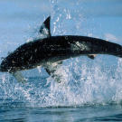 A great white shark hangs in mid-air in this spectacular scene from "Air Jaws: Sharks of South Africa."
"Filming Air Jaws, before anyone knew there was "Air Jaws," was probably the highlight of my career," says Jeff, "because it really felt like we were discovering brand new behaviors that would change the world's perception of these animals."