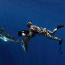 Chris Fallows freedives with a great white shark.