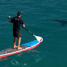 "Chris (Fallows) had to learn how to paddleboard for this scene," says producer Jeff Kurr. "He had never been on one 24 hours before we shot this. I totally left it up to him, but he was bound and determined to show people that these giant, 14-foot white sharks cruising in the shallows were not aggressive. Curious yes, aggressive no.