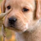 Another of the Labrador Retriever puppies learns about the great outdoors.