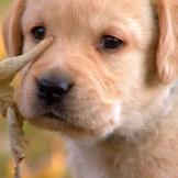 Another of the Labrador Retriever puppies learns about the great outdoors.