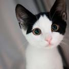 Kitten Cuteness