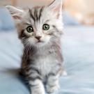 Kitten Cuteness