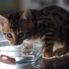 Bengal kitten eating