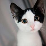 Absolutely Adorable Kitten Photos Too Cute Animal Planet Collection by cate wlllis • last updated 2 weeks ago. animal planet