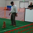 Meanwhile, Jamie and Adam tested whether herding cats is REALLY such an impossible task.
