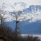 Trees in front of a large, snow capped mountain range, with a nest in one of the trees.
