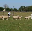 If Jamie looks at home herding these sheep, it may be because his grandparents owned a cattle farm, and so when he was a boy, Jamie "spent quite a bit of time around cattle, tending them and yes, even herding them."