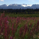 The colors of spring are in full bloom, and the grasses and flowers bask in the warm sun.
