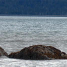 An otter feasting near a rock by the shoreline of the bay.