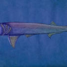 Cladoselache roamed the oceans of North America and reached an average length of 6 feet and average weight of 50 pounds. Its streamlined body and deep forked tail made it a fast and agile swimmer, and consequently, a predator to be feared. Cladoselache is well known and understood because of adequately preserved and intact fossils discovered on the south shore of Lake Erie. They were so well intact, in fact, that they included traces of skin, muscle fibers, and internal organs such as kidneys. What is still unknown about the creature, however, is its method of reproduction, as no fossil evidence of claspers (organs used for sperm transferal) has been discovered.