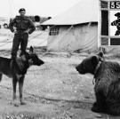 In Iran in 1942 a cub was sold by a local boy to the 22nd Artillery Supply Company of the Polish II Corps, and soon became the unofficial mascot. With his love of beer and cigarettes and wrestling, Wojtek the Bear quickly gained the affection and loyalty of the soldiers caring for him. He was officially drafted by the Polish Army and according to legend helped transport ammunition during the Battle of Monte Cassino, thus the enduring insignia of the 22nd Artillery Supply Company.