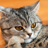 America S Cutest Animals America S Cutest Pet Animal
