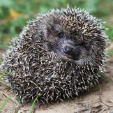 Hedgehog Photos Too Cute Animal Planet