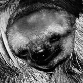 animalplamet slothcam
