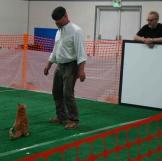Meanwhile, Jamie and Adam tested whether herding cats is REALLY such an impossible task.