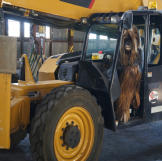 This Chewbacca costume is one of Adam Savage's many. See others and vote for your favorite