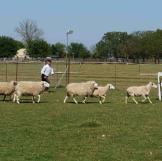 If Jamie looks at home herding these sheep, it may be because his grandparents owned a cattle farm, and so when he was a boy, Jamie "spent quite a bit of time around cattle, tending them and yes, even herding them."