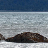 An otter feasting near a rock by the shoreline of the bay.