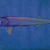 Cladoselache roamed the oceans of North America and reached an average length of 6 feet and average weight of 50 pounds. Its streamlined body and deep forked tail made it a fast and agile swimmer, and consequently, a predator to be feared. Cladoselache is well known and understood because of adequately preserved and intact fossils discovered on the south shore of Lake Erie. They were so well intact, in fact, that they included traces of skin, muscle fibers, and internal organs such as kidneys. What is still unknown about the creature, however, is its method of reproduction, as no fossil evidence of claspers (organs used for sperm transferal) has been discovered.