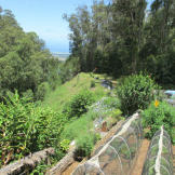 Gardening gets super-sized in Hawaii.