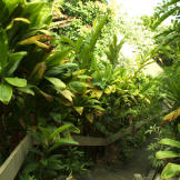 Carrying groceries into the house is a much more pleasant experience when surrounded by lush vegetation.