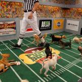 The ref assesses the field as the pups look on.