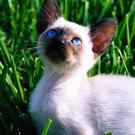 Kitten Cuteness