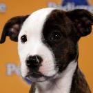 Name: Brandy
