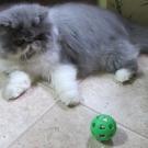 Persian kitten playing