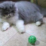 Persian kitten playing