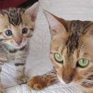 Bengal kitten with mom
