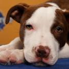 Name: Lucie